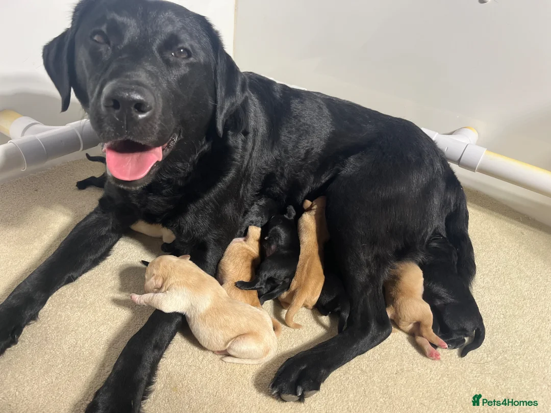 Labrador Retriever dogs for sale: Puppy Culture Raised 🐶 Health Tested - Advert 14