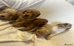 Cockapoo dogs for sale: Stunning cockapoo puppies  - Image 16