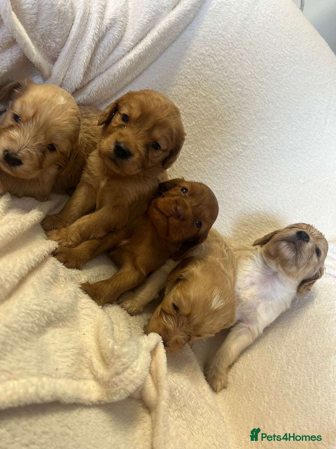 Cockapoo dogs for sale: Stunning cockapoo puppies  - Image 16