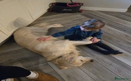 Golden Retriever dogs for sale: 3 year old golden retriever  - Image 6