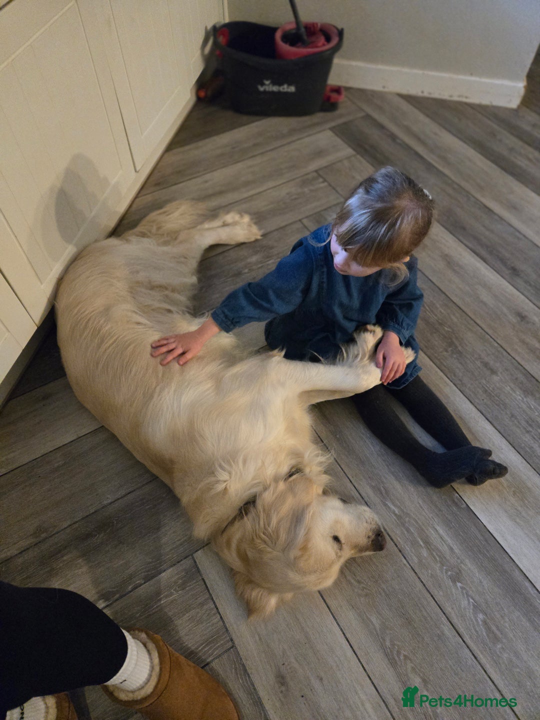 Golden Retriever dogs for sale: 3 year old golden retriever  - Image 6