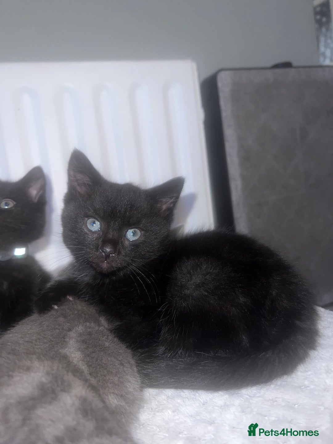 Mixed Breed cats for sale: Kittens Looking for Forever Home  - Advert 8