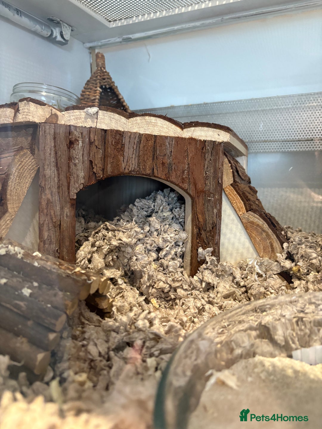 Hamster rodents for sale: George the Syrian Hamster (includes cage etc…) - Image 7