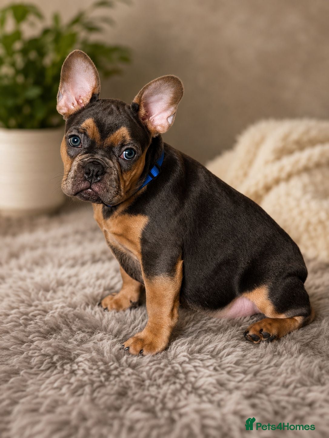 French Bulldog dogs 🐾 Frenchie Pups • Fully Vaccinated • Ready 🐾 - Advert 2
