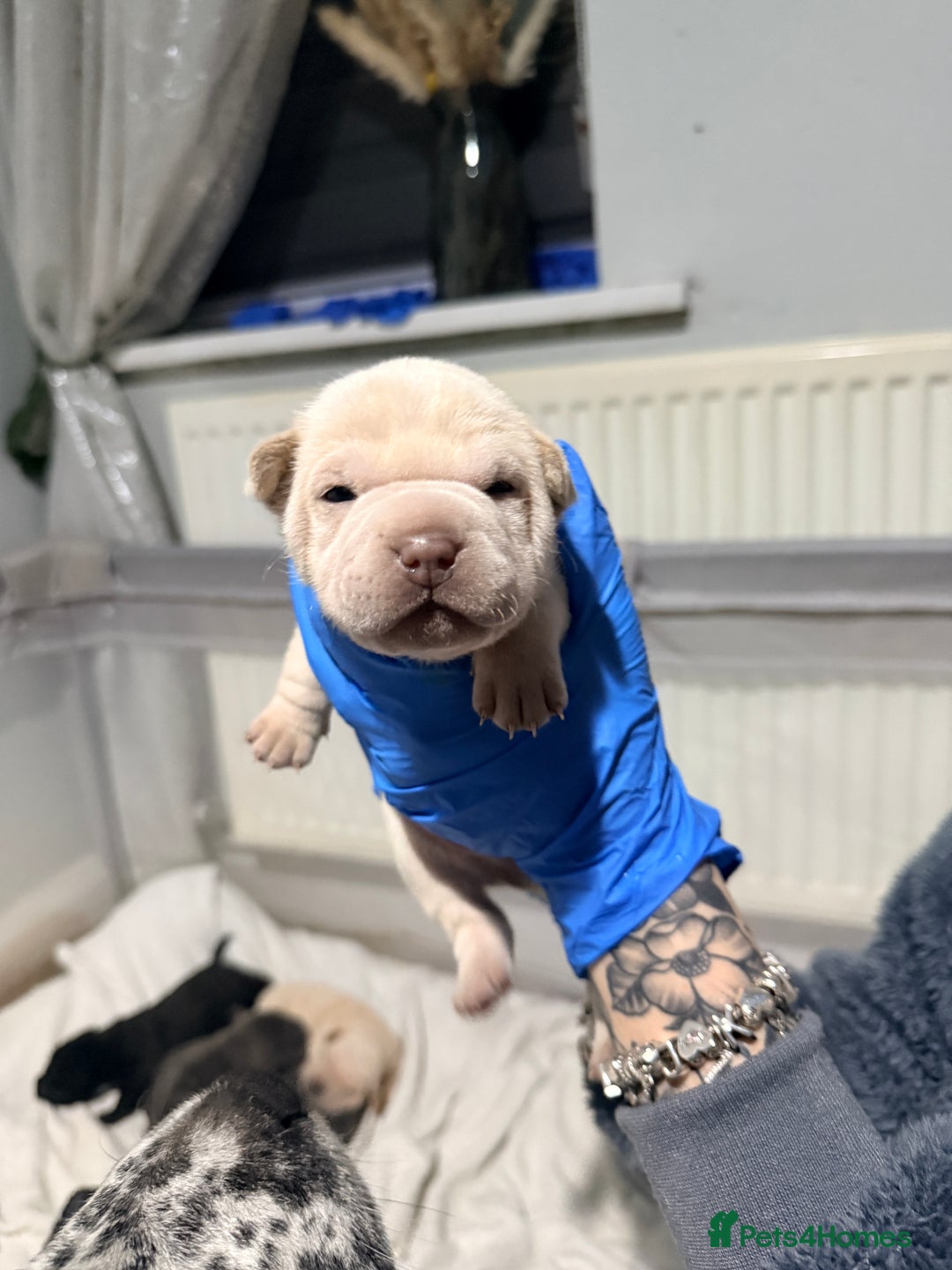 Mixed Breed dogs for sale: Beautiful cocker-Pei puppies - Advert 14