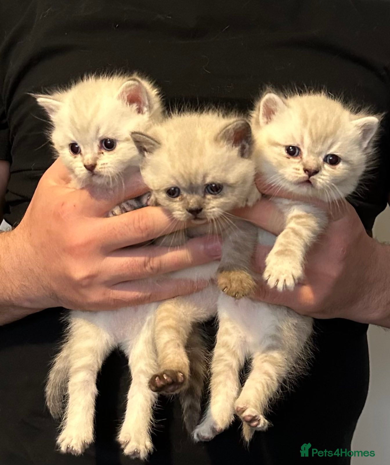 British Shorthair cats Pure Pedigree BSH Kittens for Sale - Advert 1