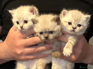 British Shorthair cats Pure Pedigree BSH Kittens for Sale - Advert 1