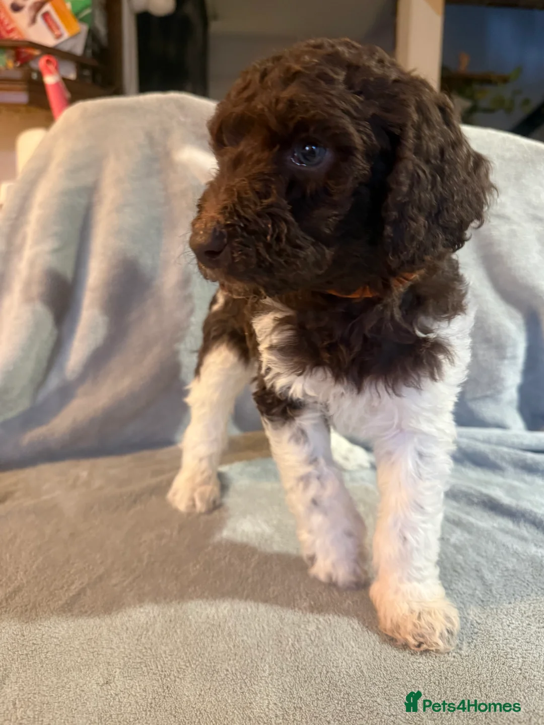 Standard Poodle dogs for sale: Standard poodle puppies  - Advert 21