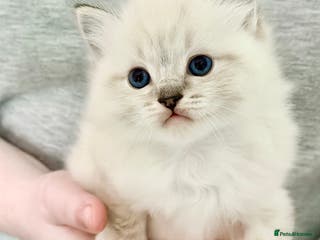 Ragdoll cats 🐾🩷*TICA REG* EU RAGDOLL KITTENS 🧬 DNA Clear🩵🐾 - Advert 3