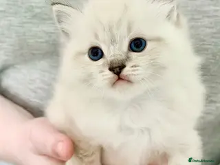 Ragdoll cats 🐾🩷*TICA REG* EU RAGDOLL KITTENS 🧬 DNA Clear🩵🐾 - Advert 6