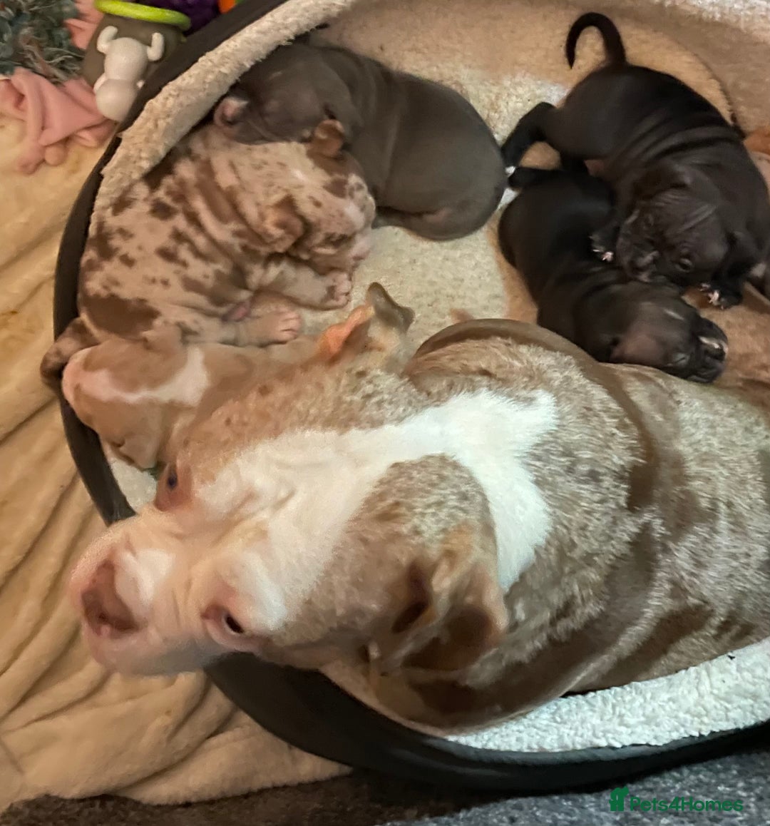 American Bully dogs for sale: American Pocket bully’s puppies  - Advert 7