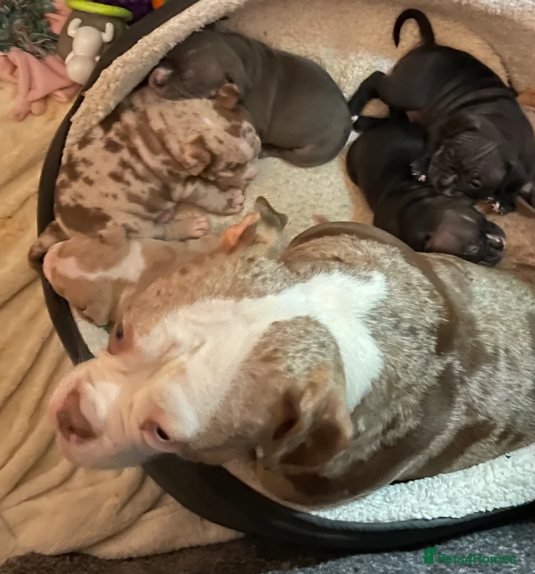 American Bully dogs for sale: American Pocket bully’s puppies  - Advert 7