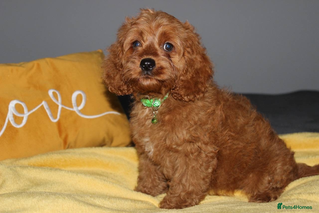 Cockapoo dogs Yankee Doodle Puppies F1 – American Cockapoos - Advert 1