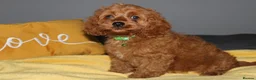 Cockapoo dogs for sale: Yankee Doodle Puppies F1 – American Cockapoos - Advert 1