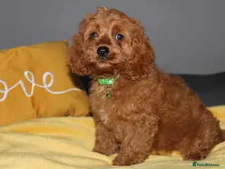 Cockapoo dogs Yankee Doodle Puppies F1 – American Cockapoos - Advert 1