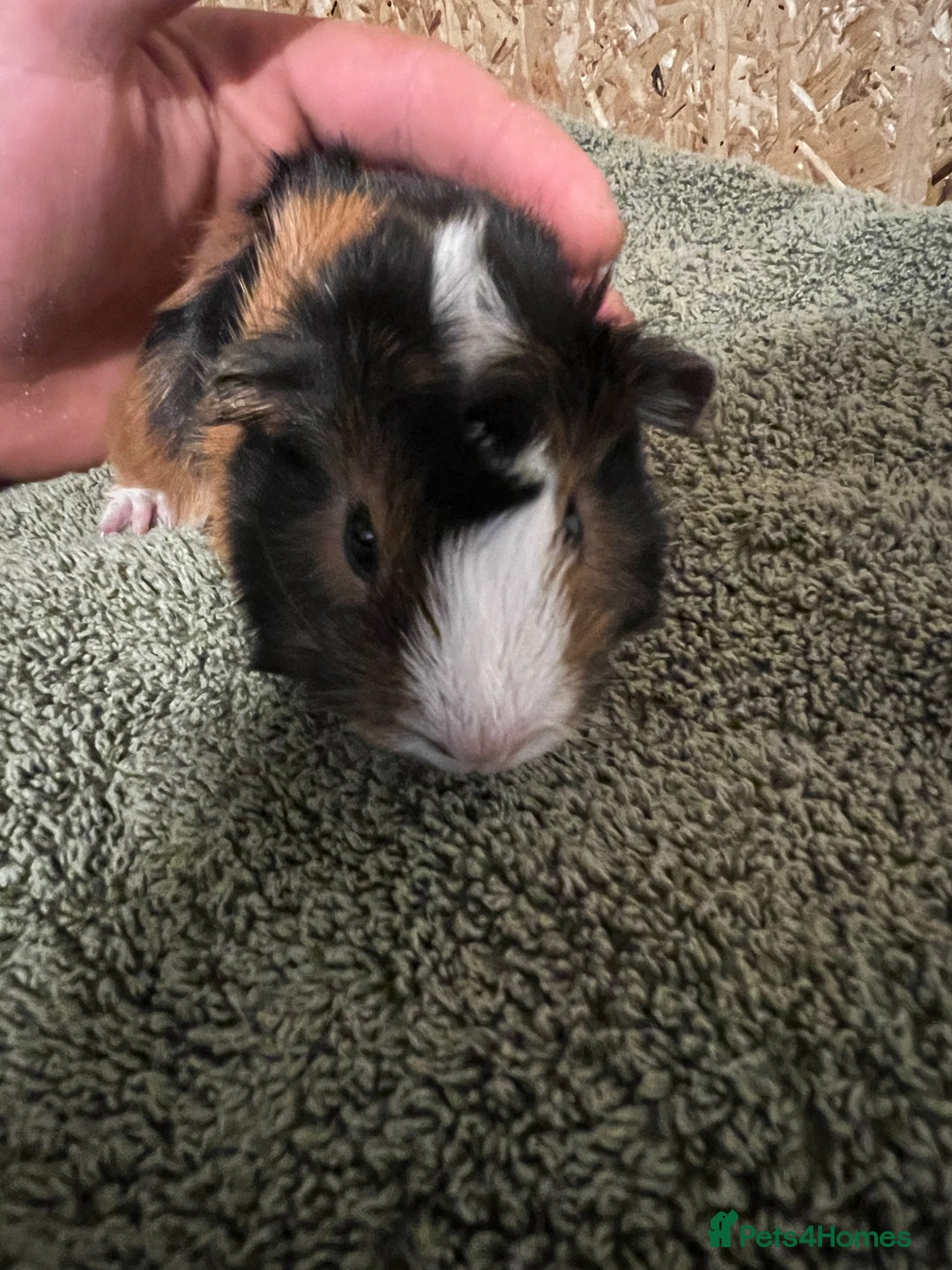 Guinea Pig rodents for sale: baby guinea pig - Advert 35