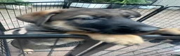 German Shepherd dogs for sale: Dutch shepherd x German shepherd puppies for sale - Advert 5