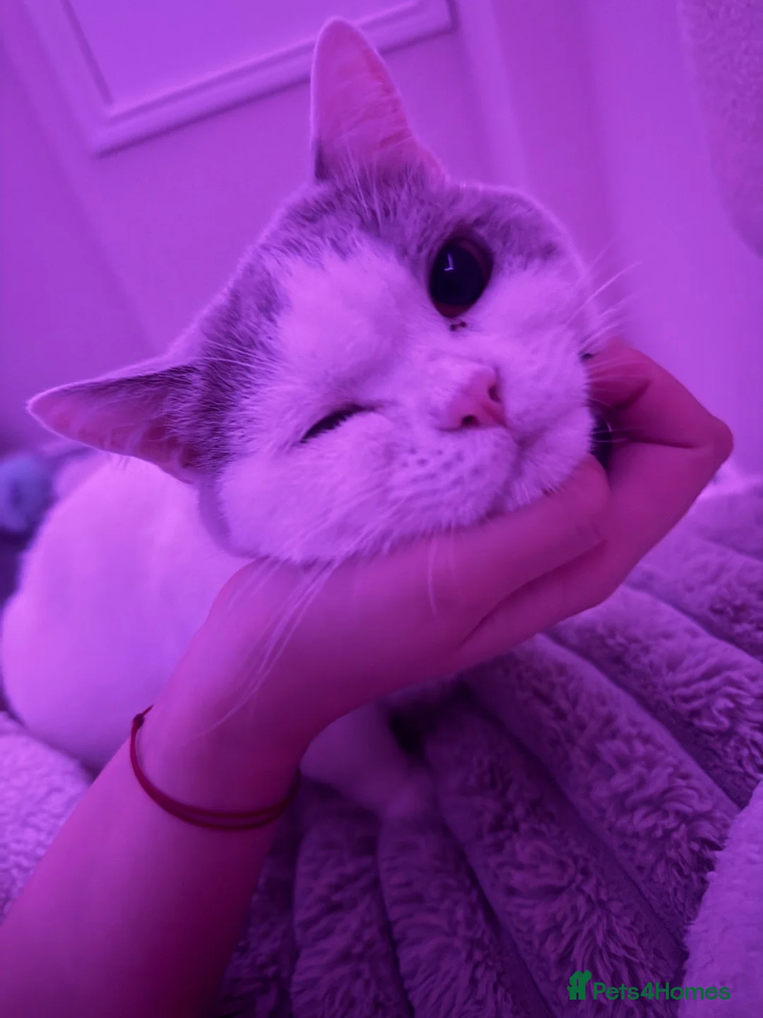 British Shorthair cats for sale: British Shorthair  - Advert 6