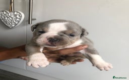 Olde English Bulldogge dogs for sale: Olde English Bulldogg - Image 3