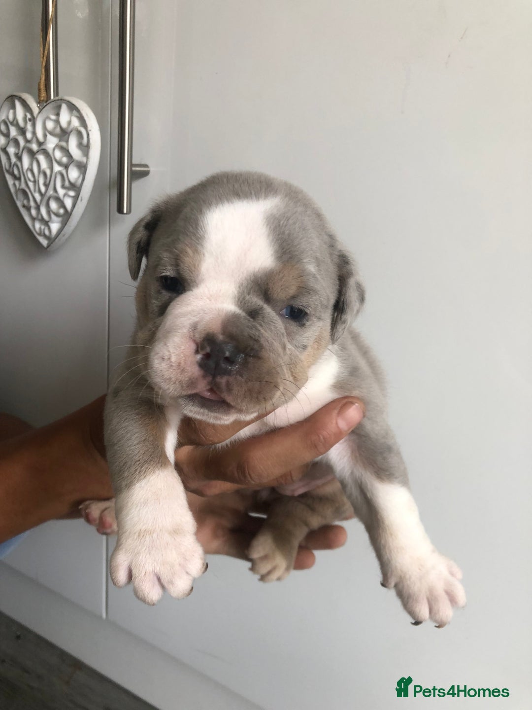 Olde English Bulldogge dogs for sale: Olde English Bulldogg - Image 3