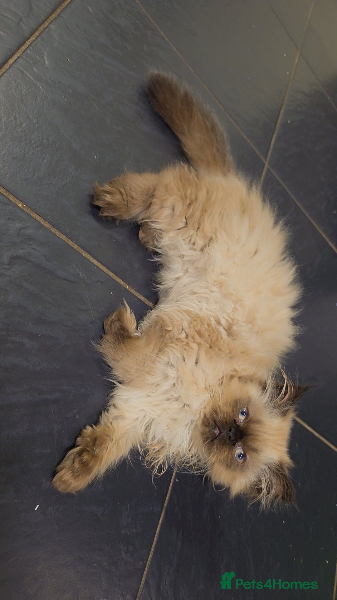 Persian cats Blue point, doll face, persian kittens - Advert 2