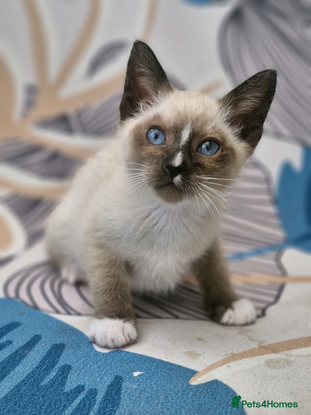Snowshoe cats for sale: Pedigree snowshoes ready now - Image 6