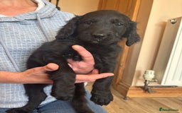Mixed Breed dogs for sale: Male Australian Labradoodles  - Image 8