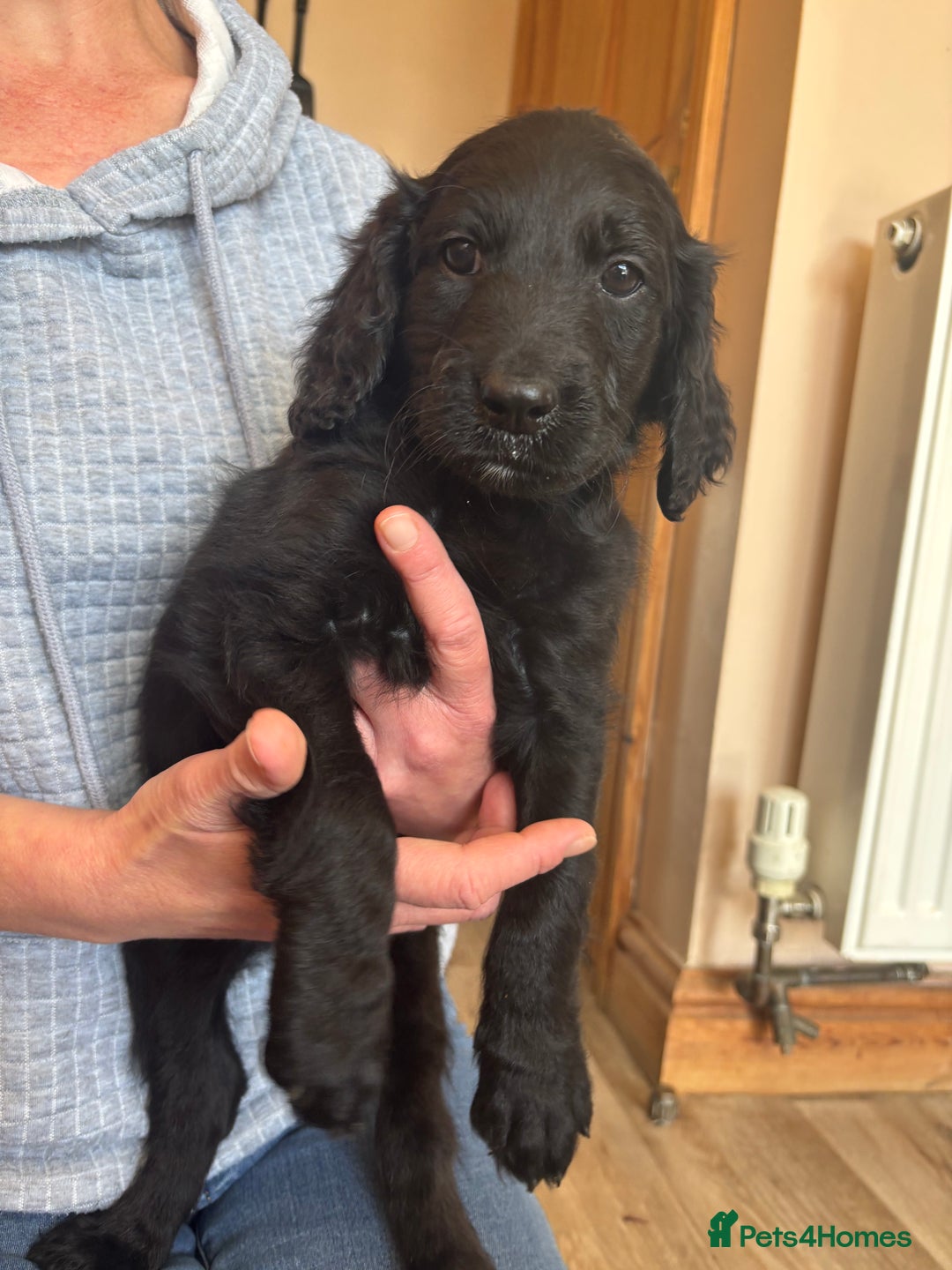 Mixed Breed dogs for sale: Male Australian Labradoodles  - Image 8