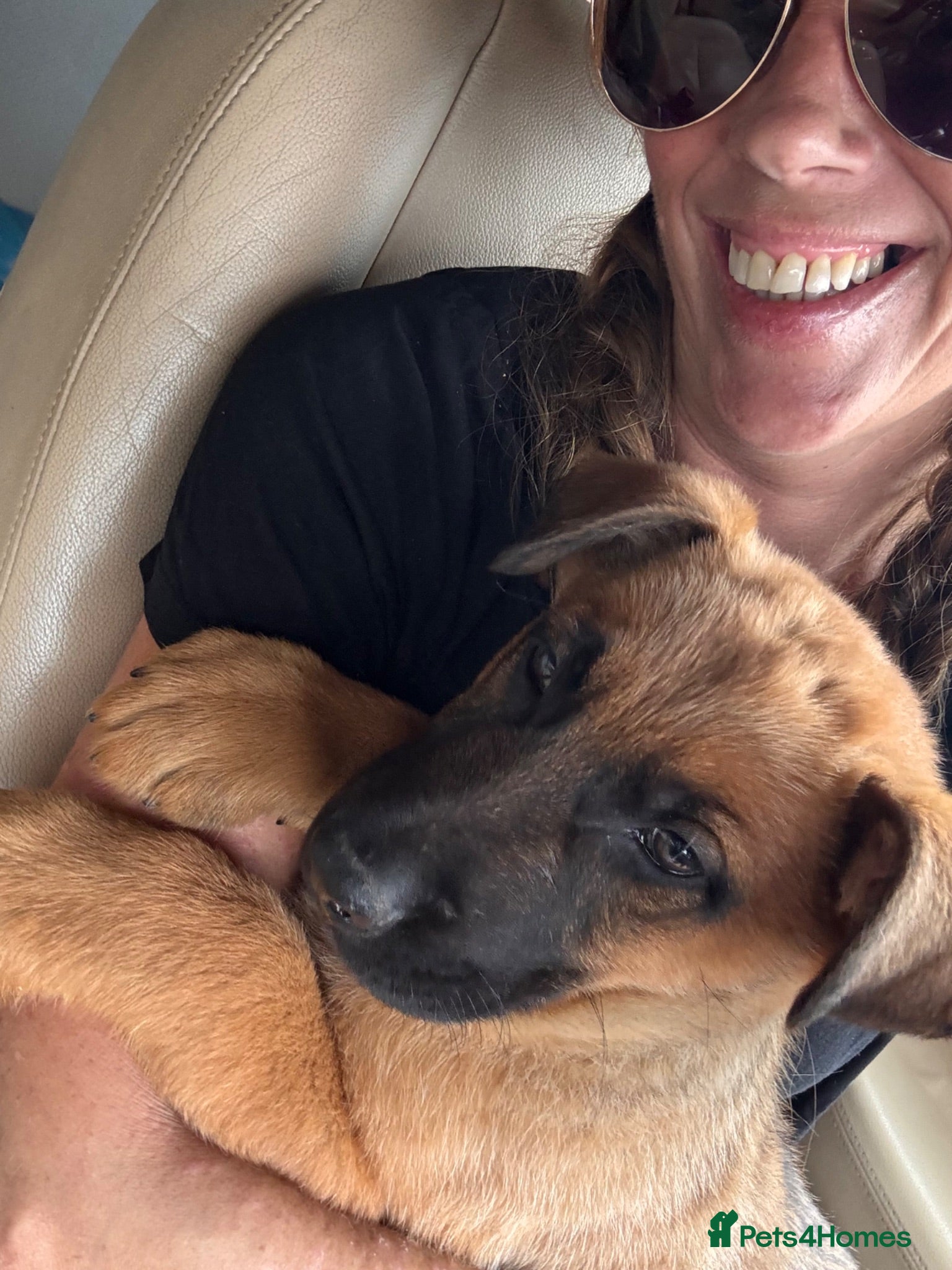 German Shepherd dogs 9 weeks old  - Advert 17