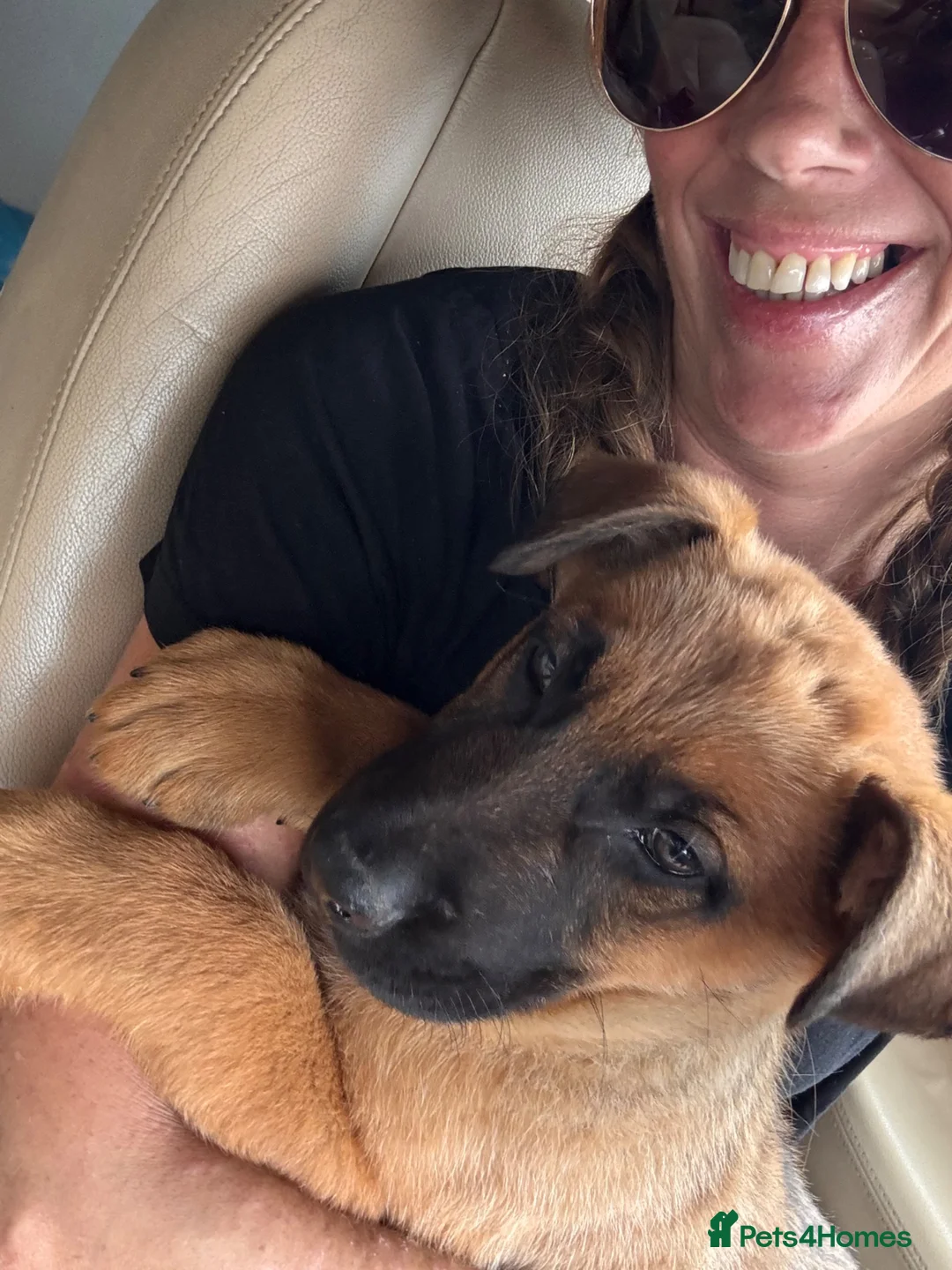German Shepherd dogs for sale: 9 weeks old  - Advert 1
