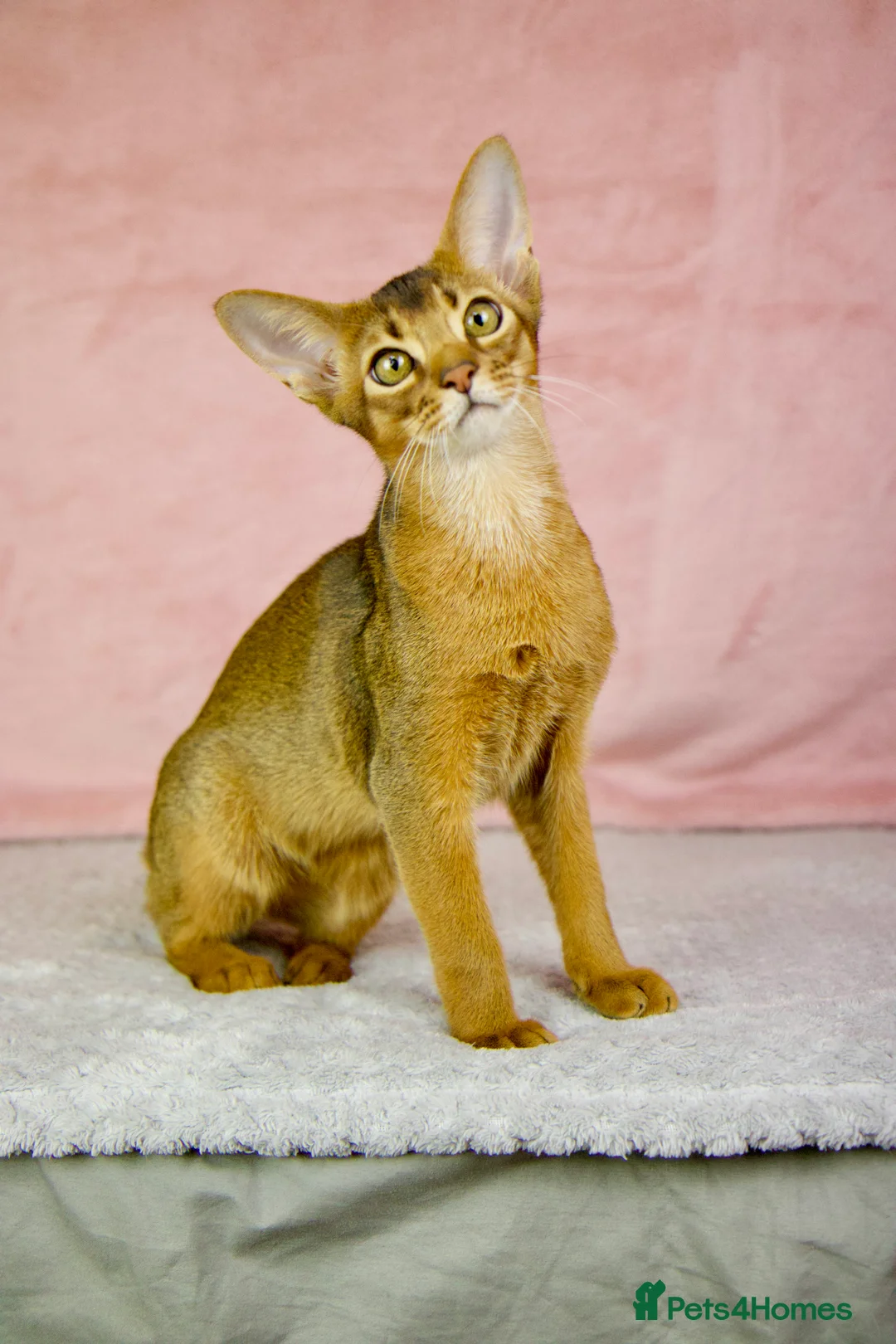 Abyssinian cats for sale: One boy left🤎Raised with Love Abyssinian Kittens - Advert 26