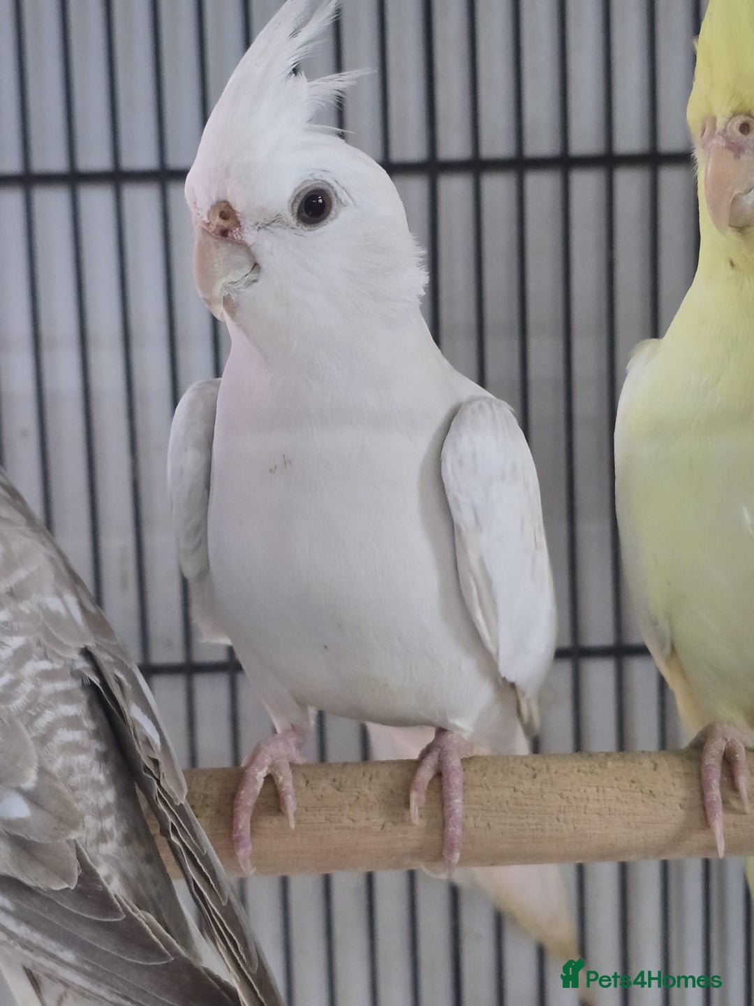 Cockatiels birds for sale: Young avairy Bred cockatiels  - Image 6