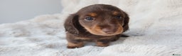 Miniature Dachshund dogs for sale: 4 male long hair miniature daschunds for sale - Advert 12