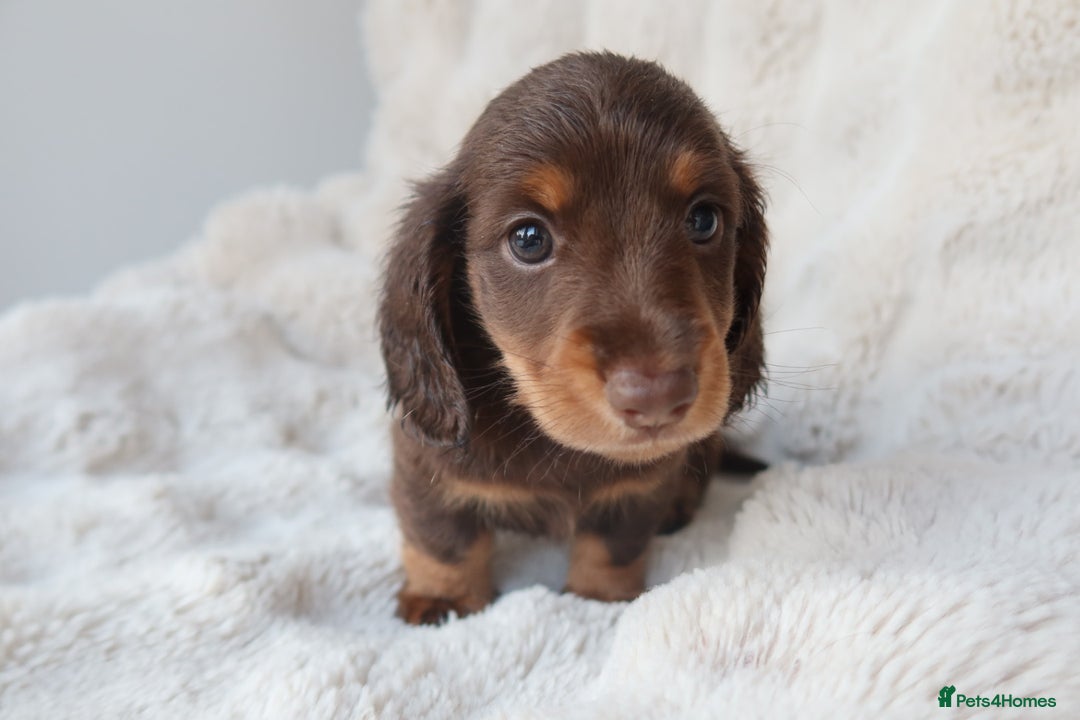 Miniature Dachshund dogs for sale: 4 male long hair miniature daschunds for sale - Advert 12