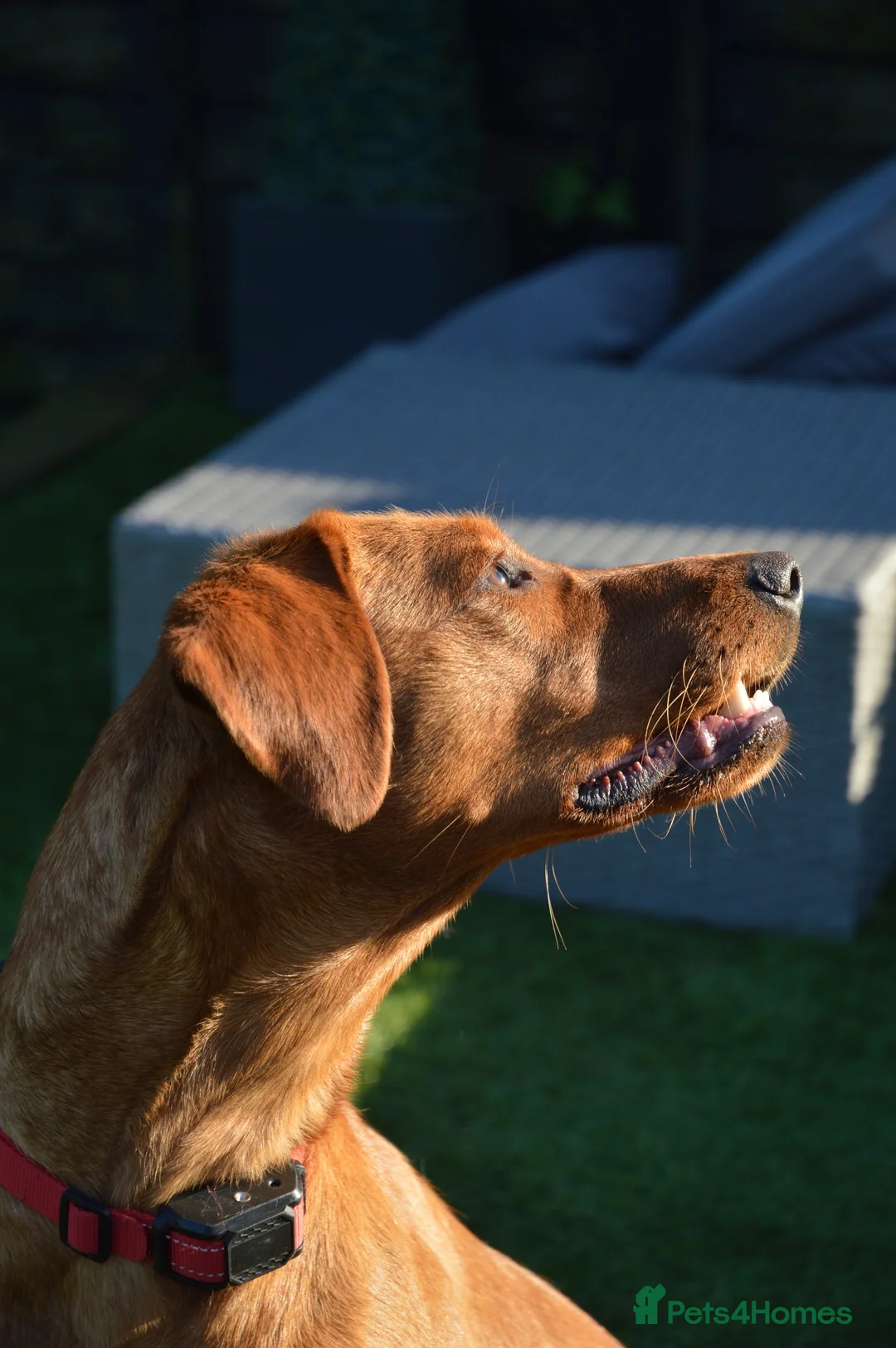 Labrador Retriever dogs for sale: Exceptional Dark Fox Red Labrador Retriever Puppy - Advert 1