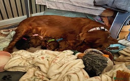 Cocker Spaniel dogs for sale: Gorgeously adorable Show Cocker Spaniels - Image 2
