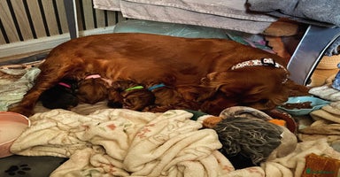 Cocker Spaniel dogs - Advert 6