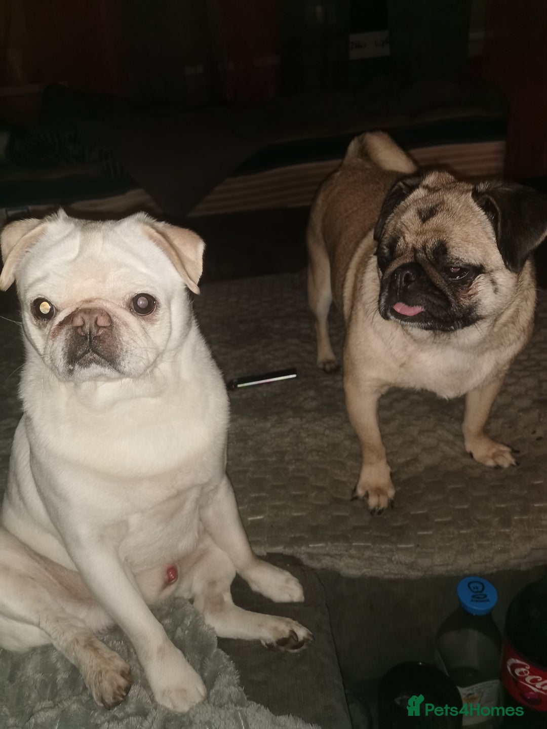 Pug dogs for sale: Luna for sale - Advert 8