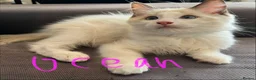 Ragdoll cats for sale: Pure ragdoll kittens for sale London - Advert 10