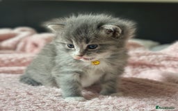 Ragdoll cats for sale: Fluffy, Gentle, Cuddly, Affectionate Kittens - Image 3
