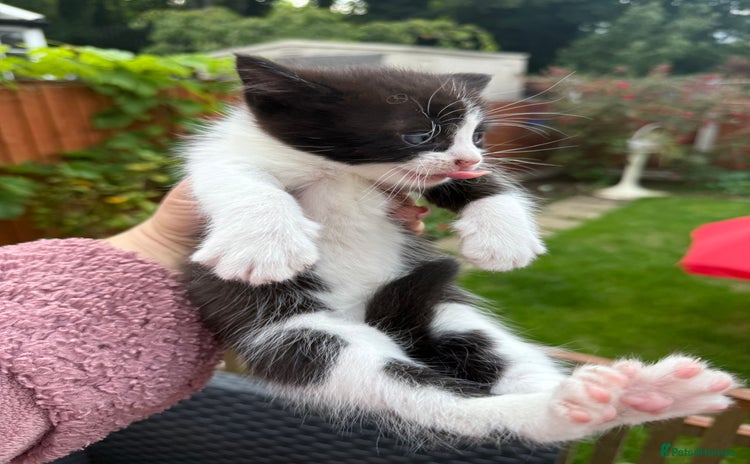 Mixed Breed cats - Advert 2