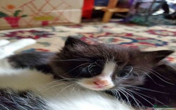 Mixed Breed cats for sale: Mixed breed kittens - Image 1