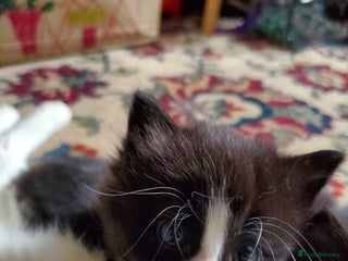 Mixed Breed cats - Advert 1