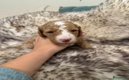 Australian Labradoodle dogs for sale: Multi generation Australian Labradoodles - Image 10