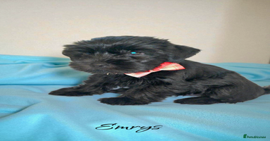 Yorkshire Terrier dogs - Advert 14
