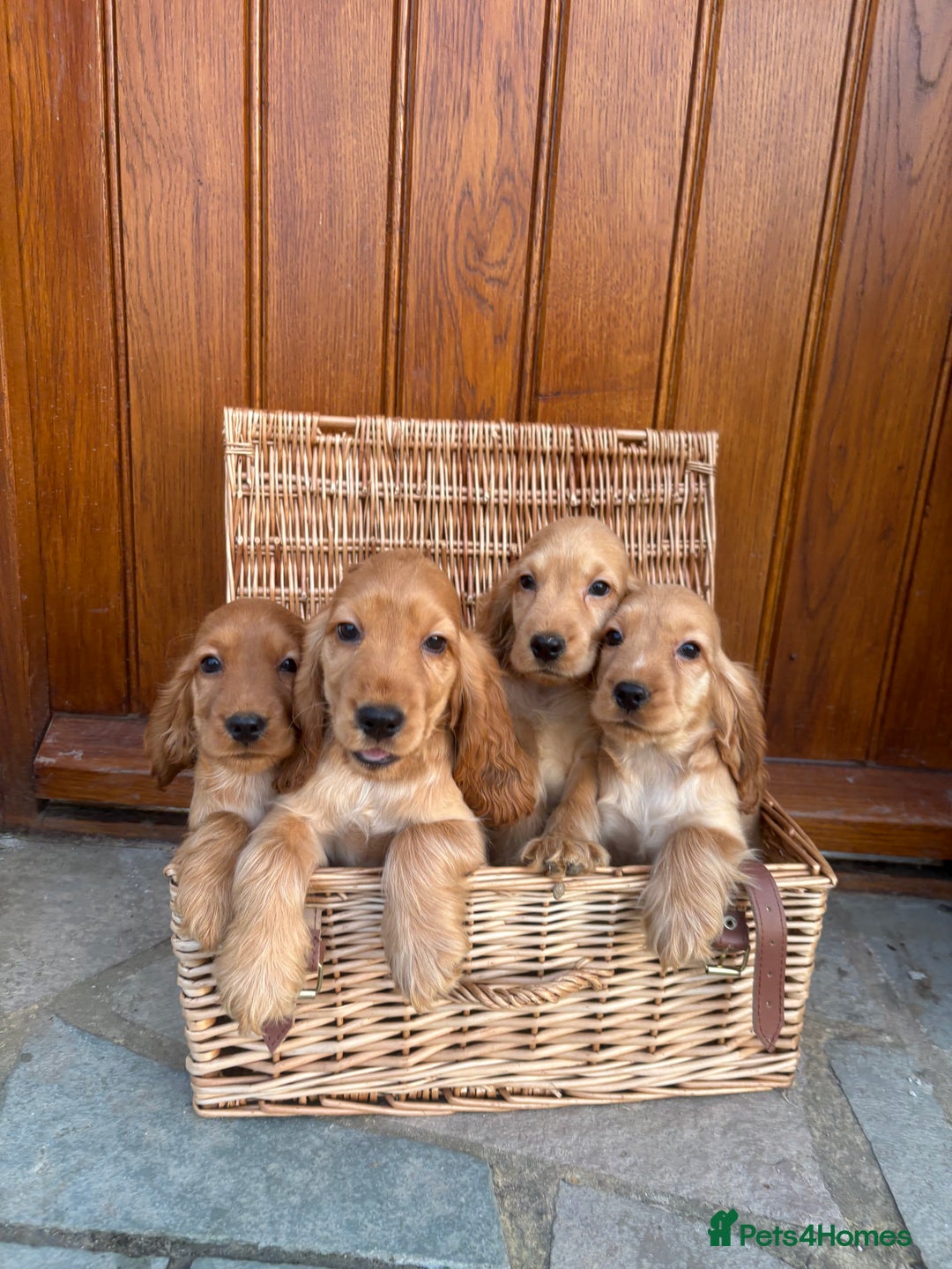 Cocker Spaniel dogs for sale: COCKER SPANIEL show type pups, KC Reg,PRIZEWINNING - Image 4