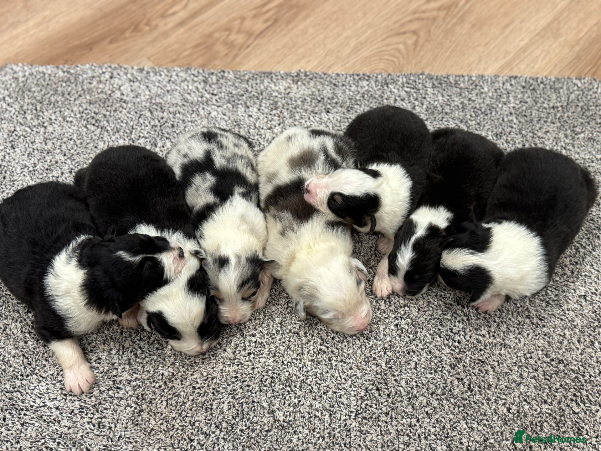 Australian Shepherd dogs 7 stunning Australian Shepards  - Advert 1