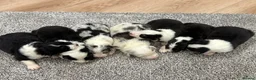 Australian Shepherd dogs for sale: 7 stunning Australian Shepards  - Advert 36