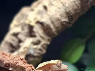 Gecko reptiles Harley Quinn created gecko (rango) - Advert 1