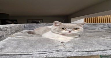 British Shorthair cats - Advert 1
